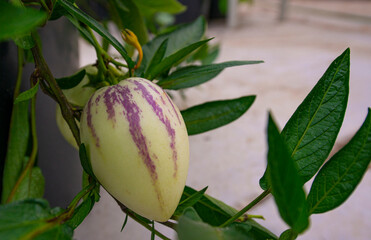 pepino melons - Solanum muricatum with green leaves in the detail