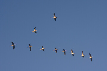 a flock of geese flies in formation