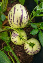 pepino melons - Solanum muricatum with green leaves in the detail