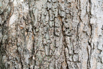 close up to the Bark of the tree