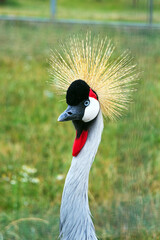 Fototapeta premium Beautiful gray crowned crane.