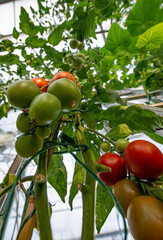 green and red tomatoes in glasshouse