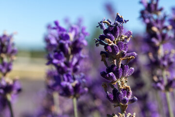 Close-up of violet lavender flower.