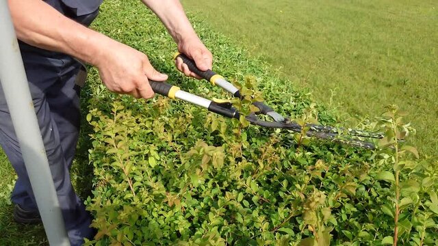 Close up of the hands of a male professional gardener cut ornamental bushes with garden scissors. Seasonal care of the garden, park. Gardener with scissors at work on a sunny day.