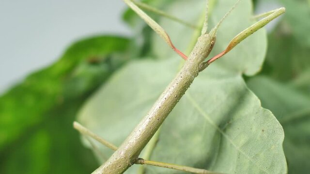Stick insect Medauroidea extradentata, family Phasmatidae. Disguises itself as a branch