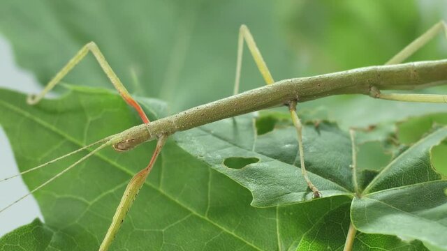 Stick insect Medauroidea extradentata, family Phasmatidae. Disguises itself as a branch