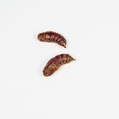 Silkworm butterfly larvae on a white background.