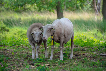 Plakat Female sheep with newborn lamb in lush green meadow in Spring Time.