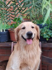 golden retriever dog