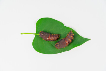 Pupae of a gypsy moth butterfly (caterpillar) on a green leaf.