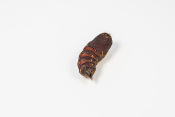 Gypsy moth butterfly (caterpillar) pupa.