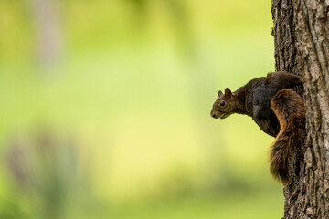 squirrel on a tree