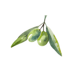 Watercolor olive branch. Sketch of olive branch on white background