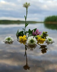 flowers in the water