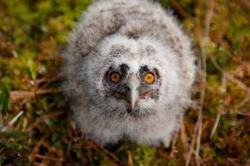 Long-eared owl chicks flew out of the nest.