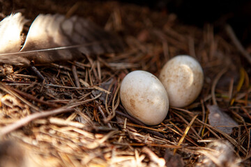 Naklejka na ściany i meble Two eggs in a nest.
