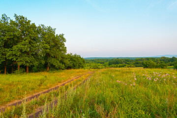 A beautiful forest and a road across the field like in the south of France.