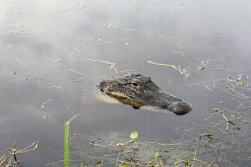alligator in the swamp