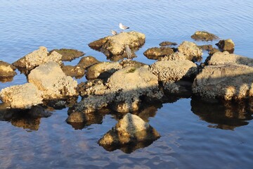 stones in water
