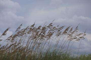 reed in the wind