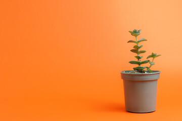 small potted succulent plant on orange background and wide copy space