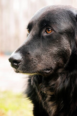 Retrato de una mascota