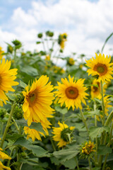 Obraz premium sunflowers in the field