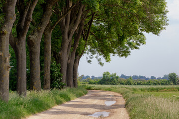 Countryside road landscape view of gravel walkways in spring along farmland, Nature path with young green leaves from the tree and grass along sidewalk, Gelderland, Netherlands.