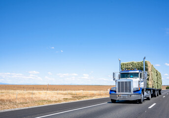 Big rig blue and white semi truck transporting mown hay pressed into bales on flat bed semi trailer running on the flat highway road © vit