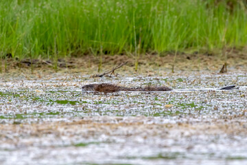 Floating muskrat (Ondatra zibethicus). Rodent native to North America.