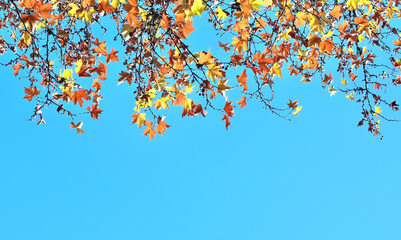Autumn maple leaves on a blue sky background. Autumn time.