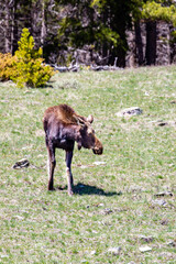Young female Moose (Alces alces) in the Big Horn Mountains, Wyoming in late May