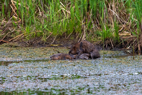 The muskrat (Ondatra zibethicus) at the time of mating. Rodent native to North America.