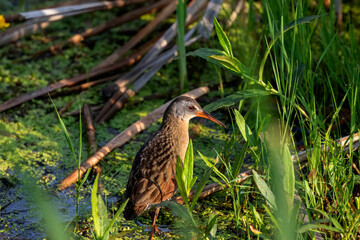 The Virginia rail (Rallus limicola). Natural scene from a marsh in Wisconsin.