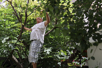Naklejka na ściany i meble Gardener checks on apricot tree health of the fruit in the garden on a hot summer day