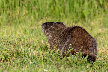 The groundhog (Marmota monax), also known as a woodchuck on a meadow.