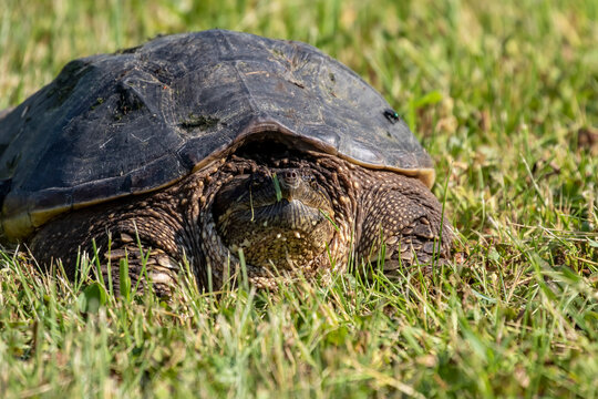 The common snapping turtle (Chelydra serpentina) on a meadow