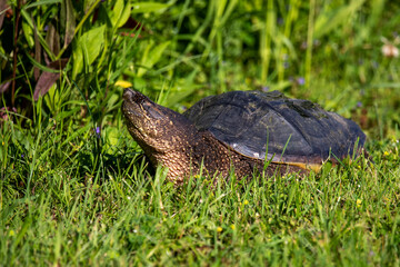 Fototapeta premium The common snapping turtle (Chelydra serpentina) 