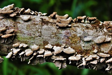 fungus on tree