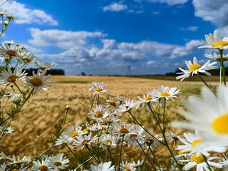 field of daisies