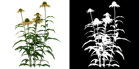 Left view of Echinacea Purpurea Plant PNG with alpha channel to cutout. Render made from 3D model for compositing - obrazy, fototapety, plakaty