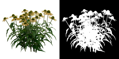 Front view of Echinacea Purpurea Plant PNG with alpha channel to cutout. Render made from 3D model for compositing - obrazy, fototapety, plakaty