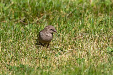 The house sparrow on a meadow