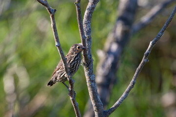 The young red-winged blackbird (Agelaius phoeniceus) after leaving the nest