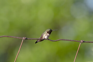 Ruby-throated hummingbird (Archilochus colubris) sitting on a fence