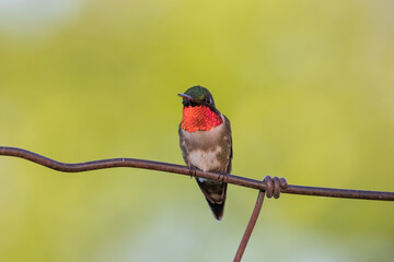 Ruby-throated hummingbird (Archilochus colubris) sitting on a fence
