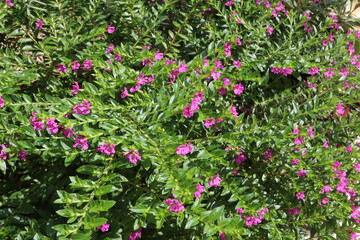 Obraz premium 庭の花々 ピンクのクフェア