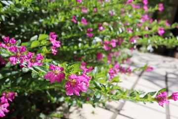 Fototapeta premium 庭の花々 ピンクのクフェア