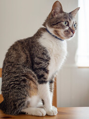 テーブルの上の猫