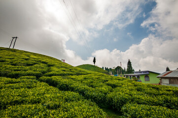 Tea Gardens of Darjeeling, India